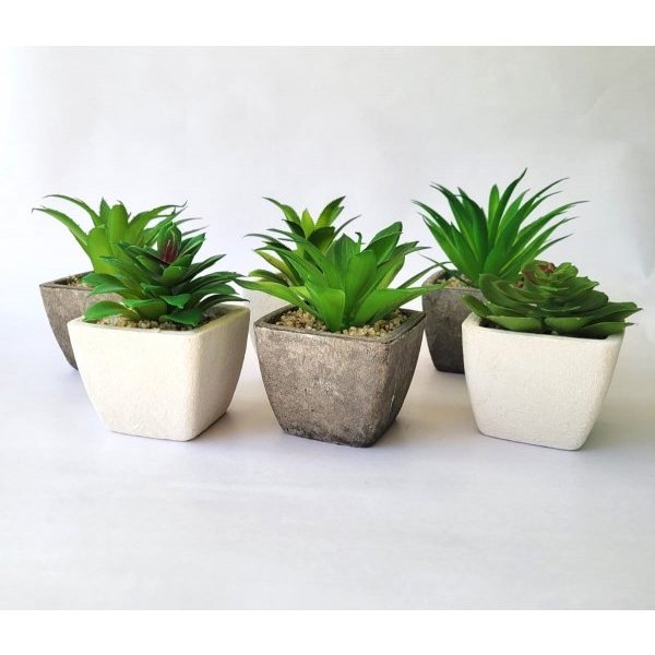 Planta maceta c/suculenta 3231