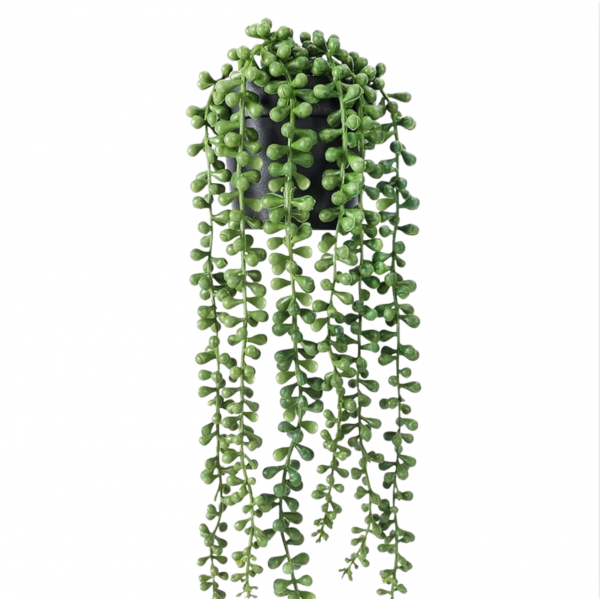 planta colgante 1775