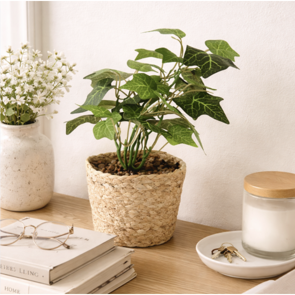 Planta maceta Hiedra 7064