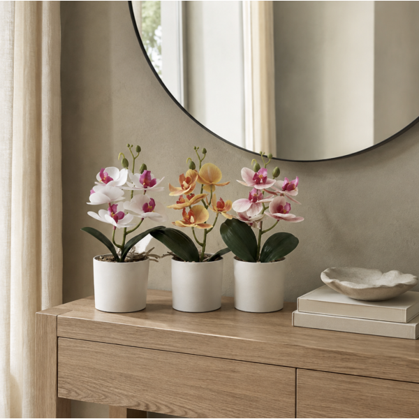 Planta maceta orquídea 24' 1204157