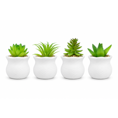 Planta maceta suculenta 8*5.5 5030