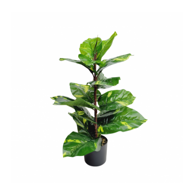 Planta arbol gomero 65 2765 golx