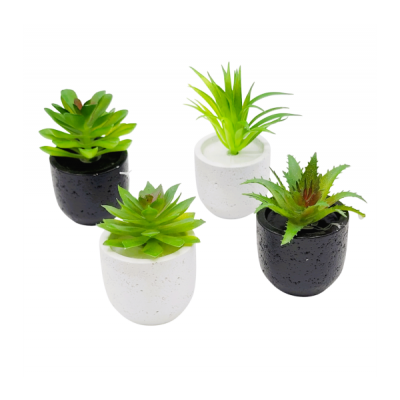 planta c/maceta suculenta 2861