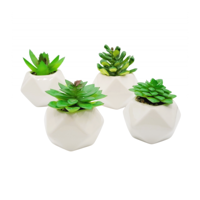 Planta suculenta con maceta 2851