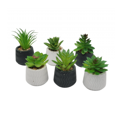 Planta maceta c/suculenta 3232