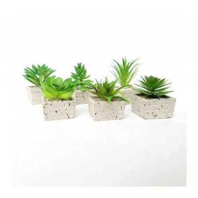 Planta maceta c/suculenta 3237