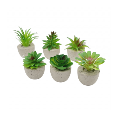 Planta Maceta c/suculenta 3241