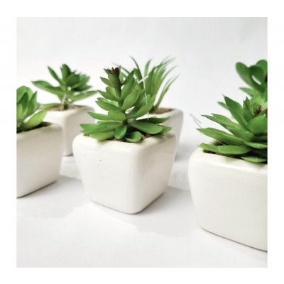Planta maceta c/suculenta 3243