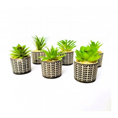 Planta maceta c/suculenta 3245