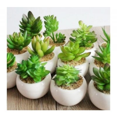 Planta maceta c/suculenta 3247