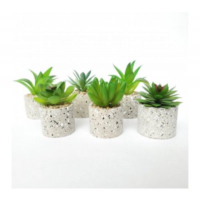Planta maceta c/suculenta 3249