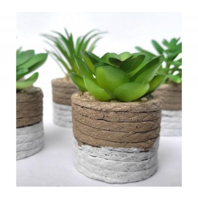 Planta maceta c/suculenta 3250
