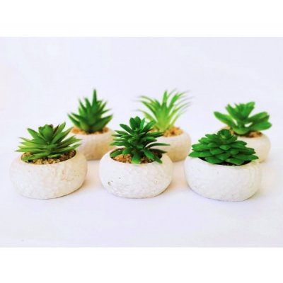 Planta maceta c/suculenta 3254