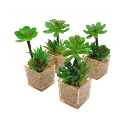 Planta maceta c/suculenta 3280