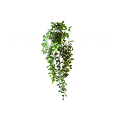 planta colgante 3673