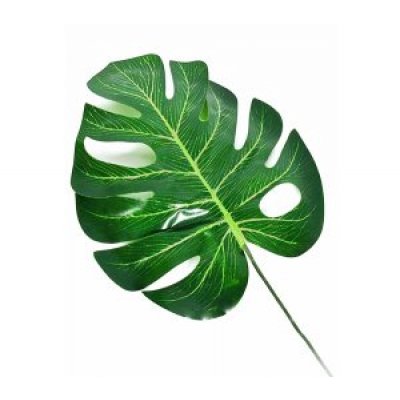 planta hoja 39 cm 1927