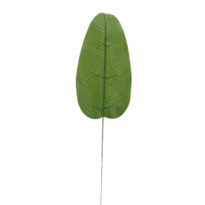 planta Hoja banano 65 golx 1920