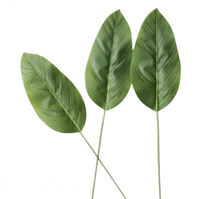 Planta hoja banano 97 golx 1929