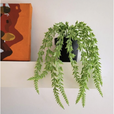 planta colgante  1780