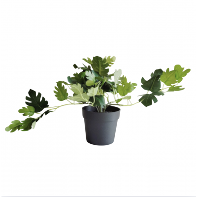 Planta hoja de tela 1640
