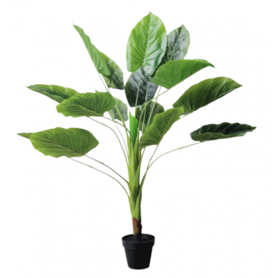 planta arbol alocacia 2752 golx 90cm