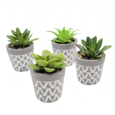 Planta maceta suculenta golx 2678