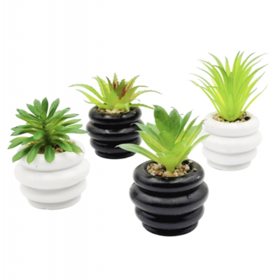 Planta suculenta maceta rayas golx 2848