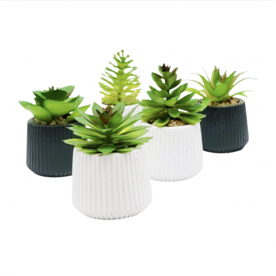Planta suculenta maceta golx 2857