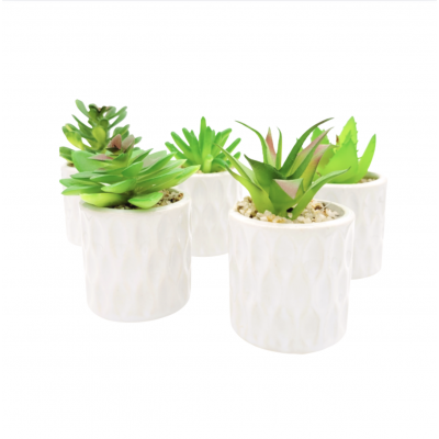 Planta suculenta maceta golx 2859