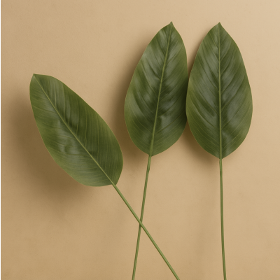 Planta hoja banano unidad 97 1929 