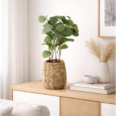 Planta eucalipto 7060