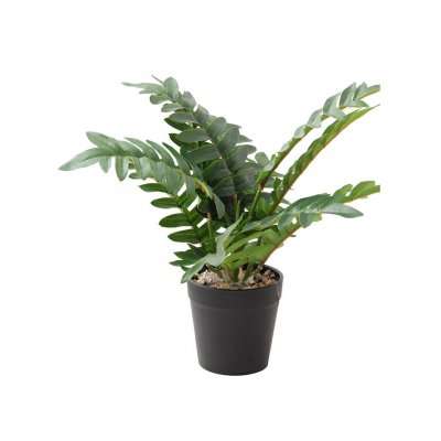 Planta maceta helecho 27*20  2516